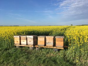 Bienen am Raps 2018